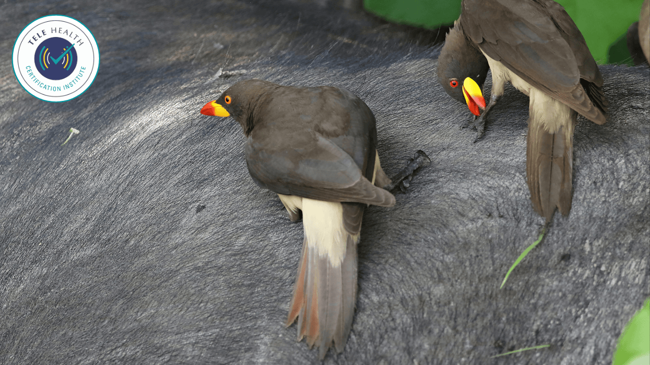 Animals as Co-Therapists: Blending Animal Interventions with a Range of Professional Theories