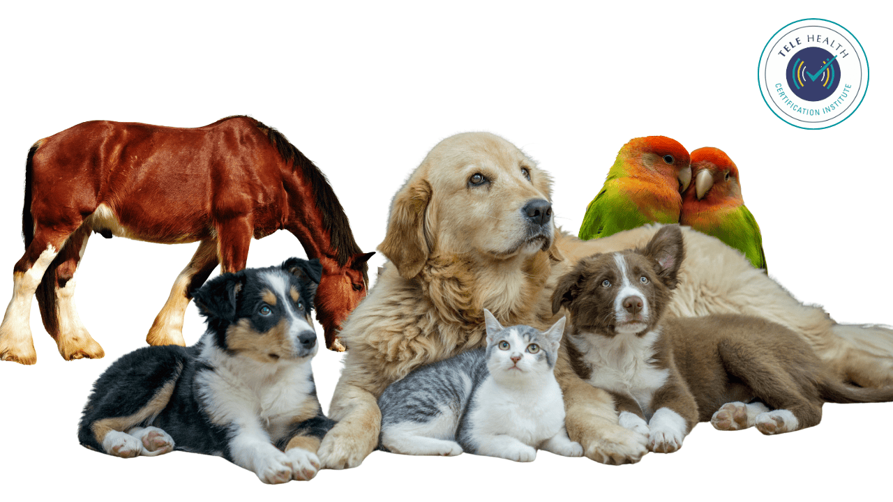 Introduction to Animal-Assisted Therapy
