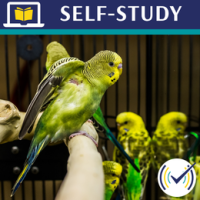 animals_as_co-therapists__blending_hsthumbnail