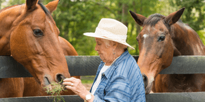 woman feeding horses