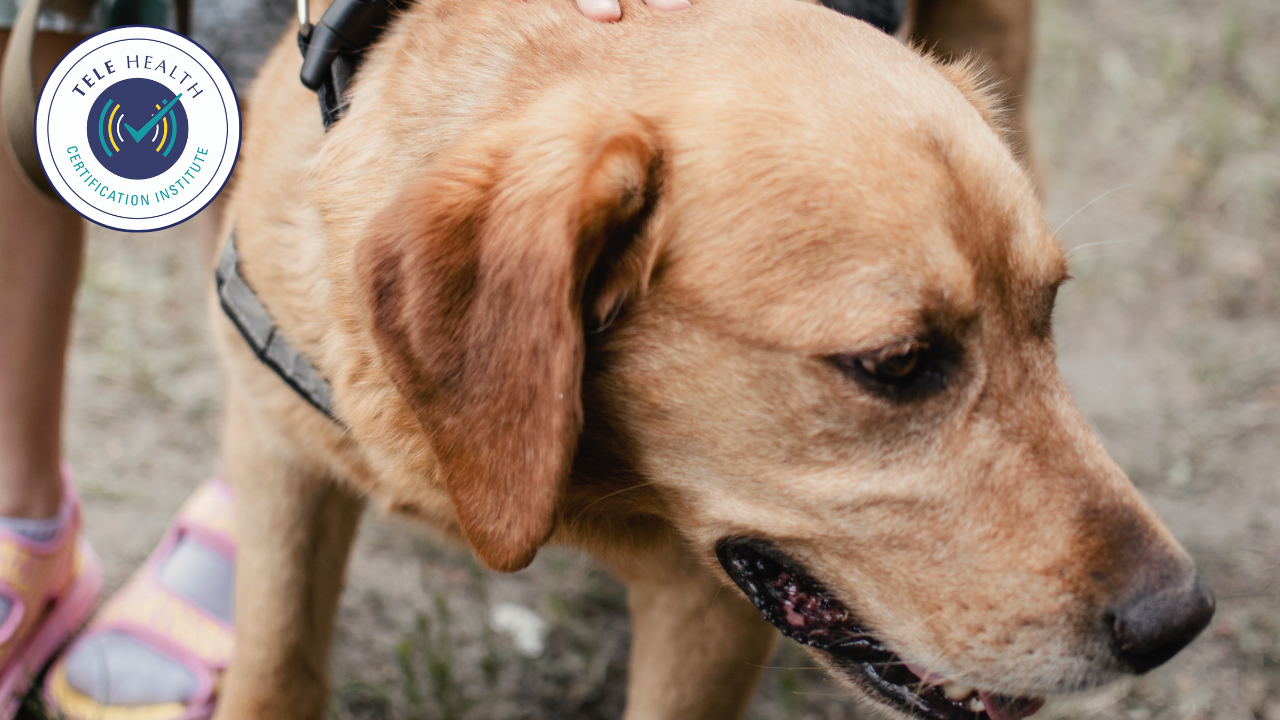 animals as co therapists selection promo