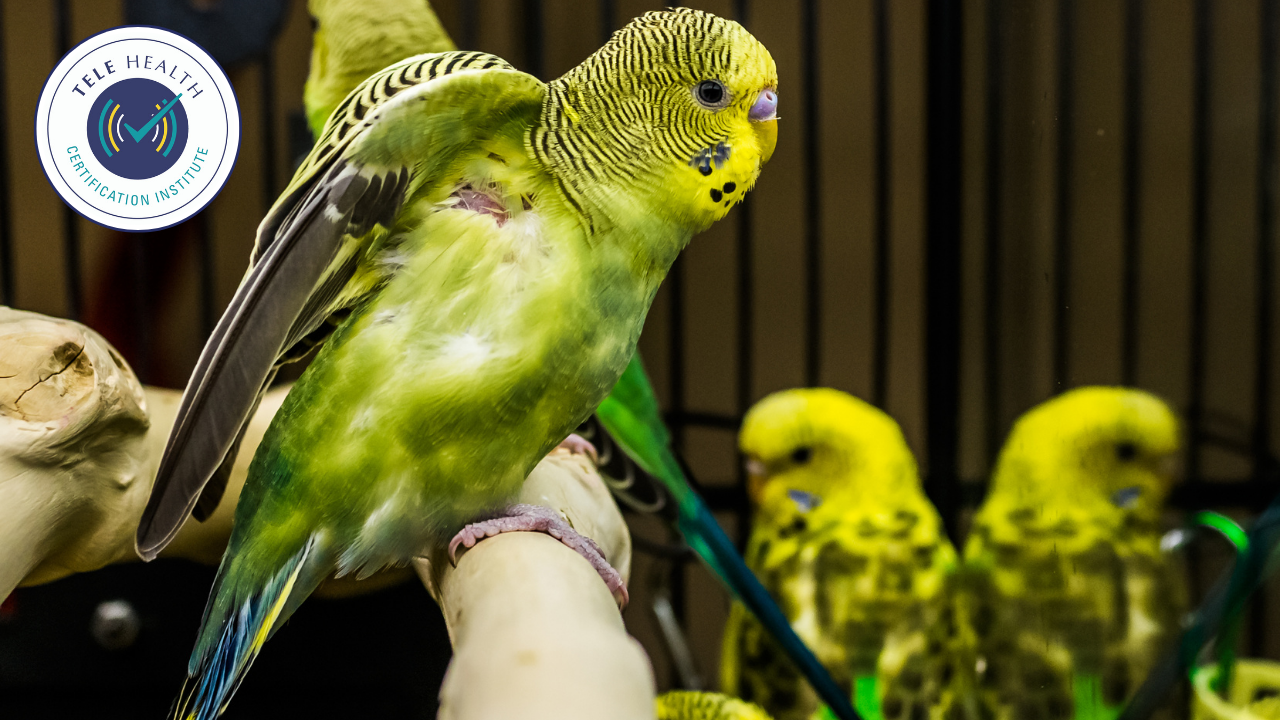 animals as co therapists blending promo