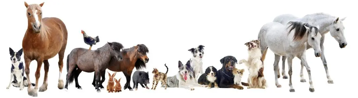 Introduction to Animal Assisted Therapy course Introduction to Animal Assisted Therapy course