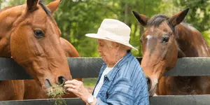 woman feeding horses